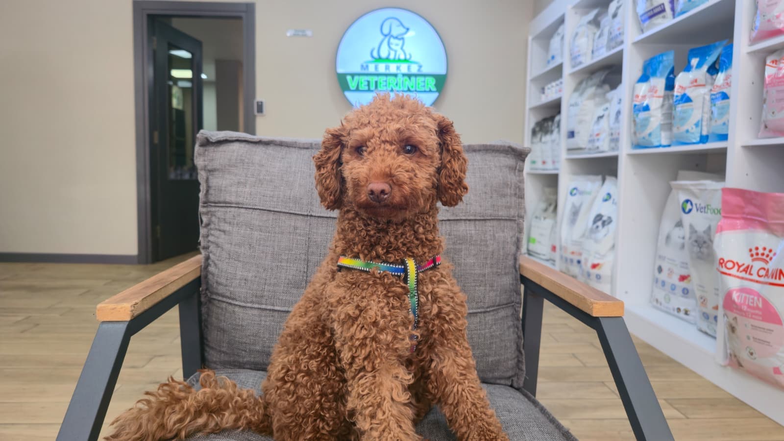 Klinik köpeği bekleme alanında