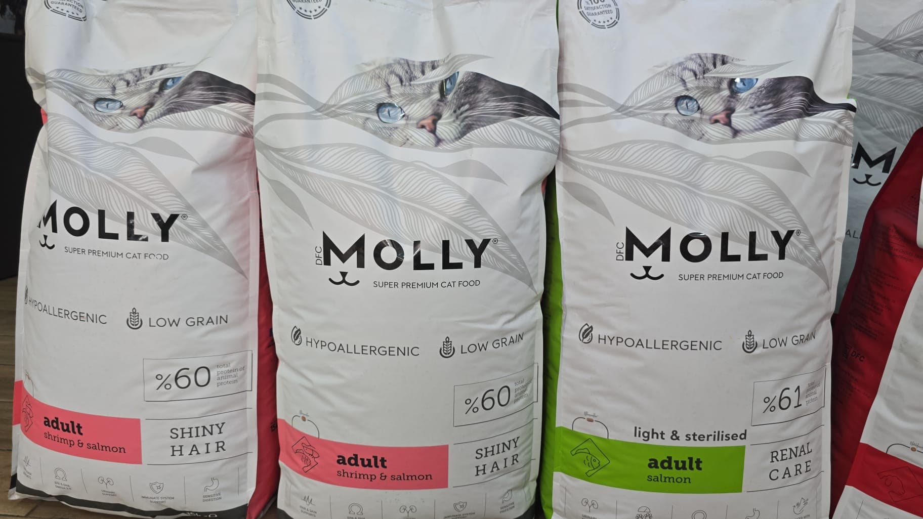 Molly Kedi Mamaları